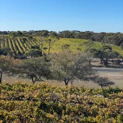 Nene Valley Vineyards - Kingston South East