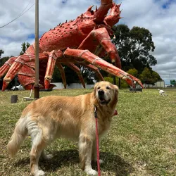 The Big Lobster (Larry the Lobster) - Kingston South East