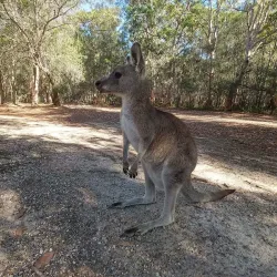 Morisset Park - Lake Macquarie