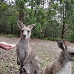 Morisset Park - Lake Macquarie