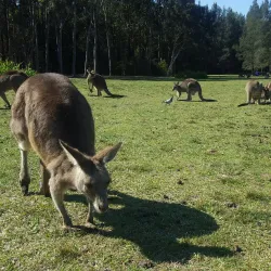 Morisset Park - Lake Macquarie