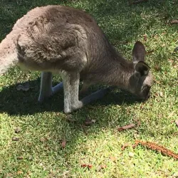 Morisset Park - Lake Macquarie