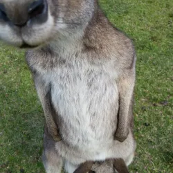 Morisset Park - Lake Macquarie