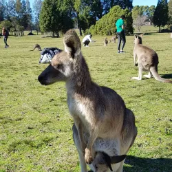 Morisset Park - Lake Macquarie
