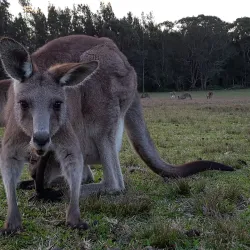 Morisset Park - Lake Macquarie