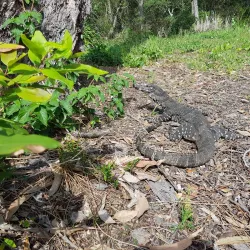 Pulbah Island Nature Reserve - Lake Macquarie