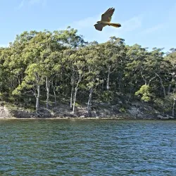 Pulbah Island Nature Reserve - Lake Macquarie