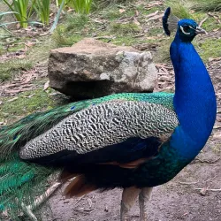 Cataract Gorge Reserve - Launceston