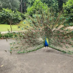 Cataract Gorge Reserve - Launceston