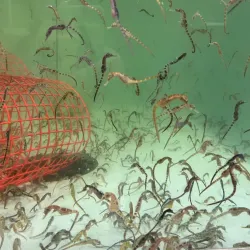 Seahorse World - Launceston