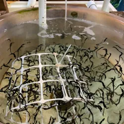 Seahorse World - Launceston