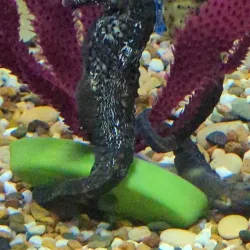 Seahorse World - Launceston