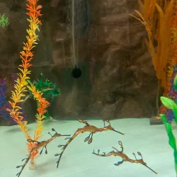 Seahorse World - Launceston