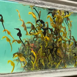 Seahorse World - Launceston