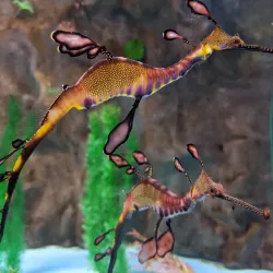 Seahorse World - Launceston