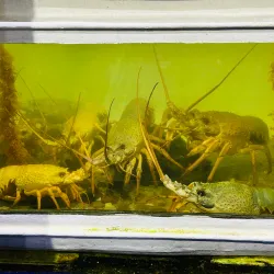 Seahorse World - Launceston