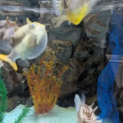 Seahorse World - Launceston