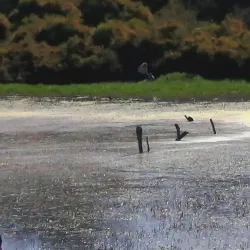 Booragoon Lake - Leeming