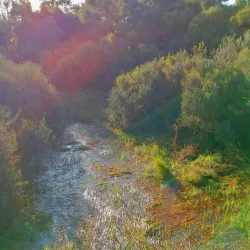 Booragoon Lake - Leeming
