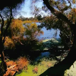 Booragoon Lake - Leeming