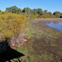 Booragoon Lake - Leeming
