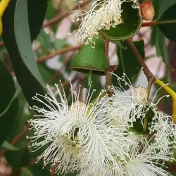 Jandakot Regional Park - Leeming