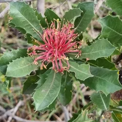 Jandakot Regional Park - Leeming