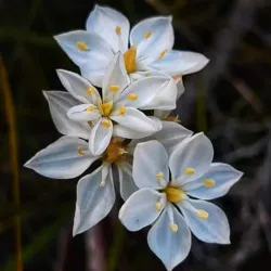 Jandakot Regional Park - Leeming