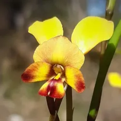 Jandakot Regional Park - Leeming