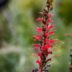 Jandakot Regional Park - Leeming