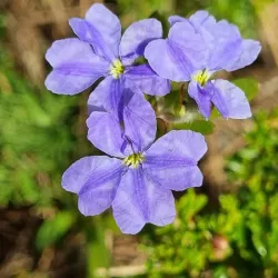 Jandakot Regional Park - Leeming