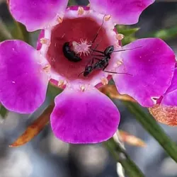 Jandakot Regional Park - Leeming