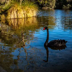 Kent Street Weir - Leeming