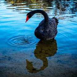Kent Street Weir - Leeming