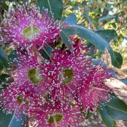 Leeming Park - Leeming