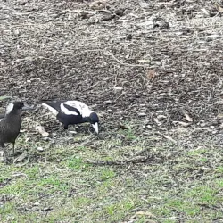 Leeming Park - Leeming