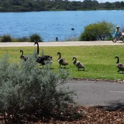 Leeming Park - Leeming