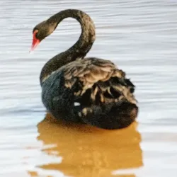 South Perth Foreshore - Leeming