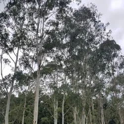 Botanical Gardens Lismore - Lismore