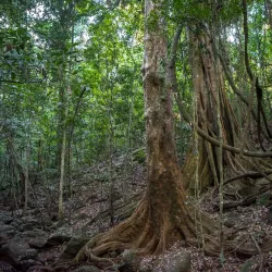 Wilson's River Heritage Walk - Lismore
