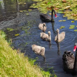 Liverpool Golf Club - Liverpool