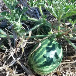 Yarrabilba Community Park - Logan City