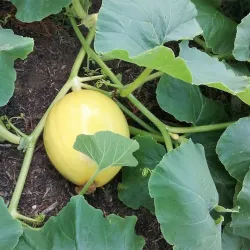 Yarrabilba Community Park - Logan City