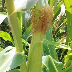 Yarrabilba Community Park - Logan City