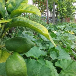 Yarrabilba Community Park - Logan City