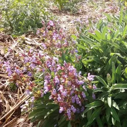 Yarrabilba Community Park - Logan City