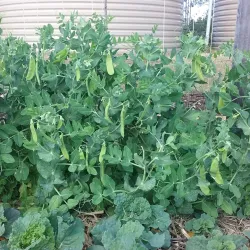 Yarrabilba Community Park - Logan City