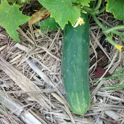 Yarrabilba Community Park - Logan City
