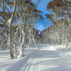 Alpine National Park - Mansfield