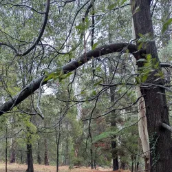 Delatite River - Mansfield